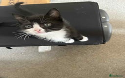 Domestic Shorthair cats for sale: 4 beautiful kittens  - Image 10