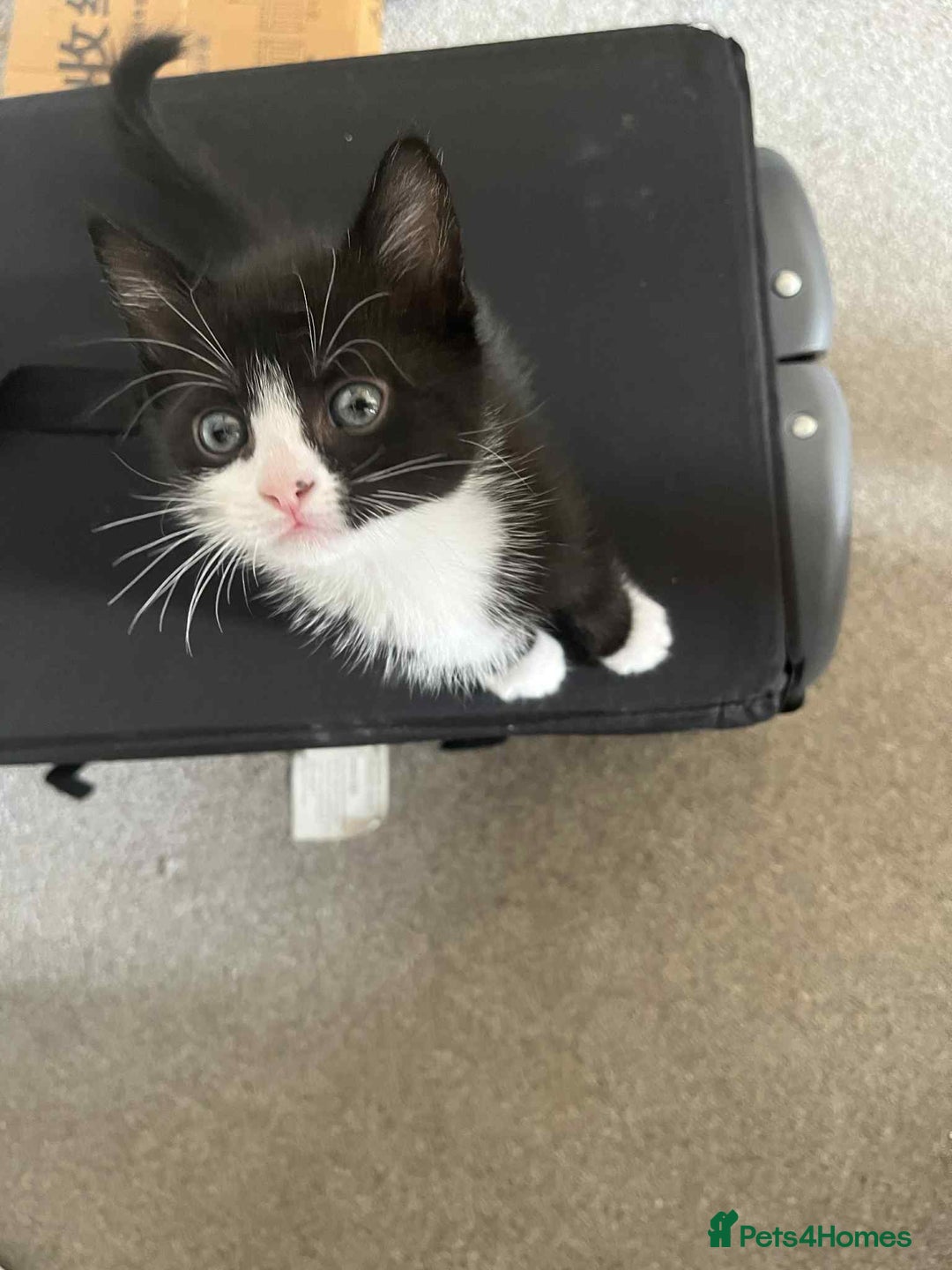 Domestic Shorthair cats for sale: 4 beautiful kittens  - Image 10