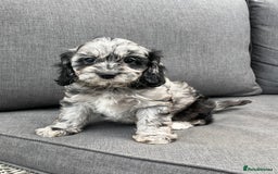 Cavapoo dogs for sale: Stunning Cavapoo puppies - Image 21