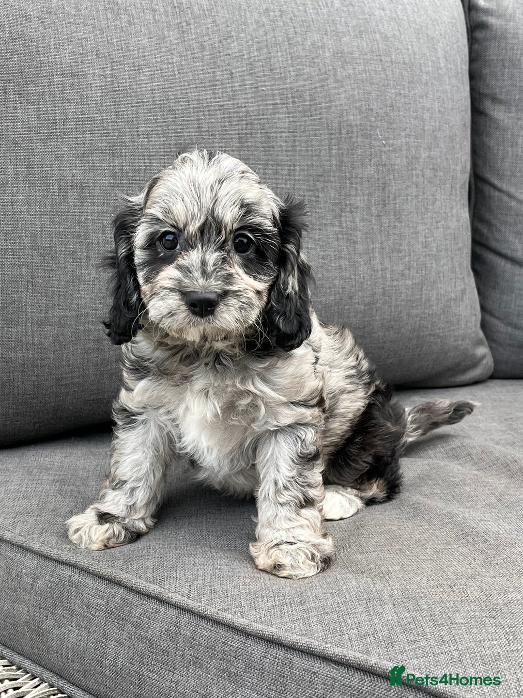 Cavapoo dogs for sale: Stunning Cavapoo puppies - Image 21