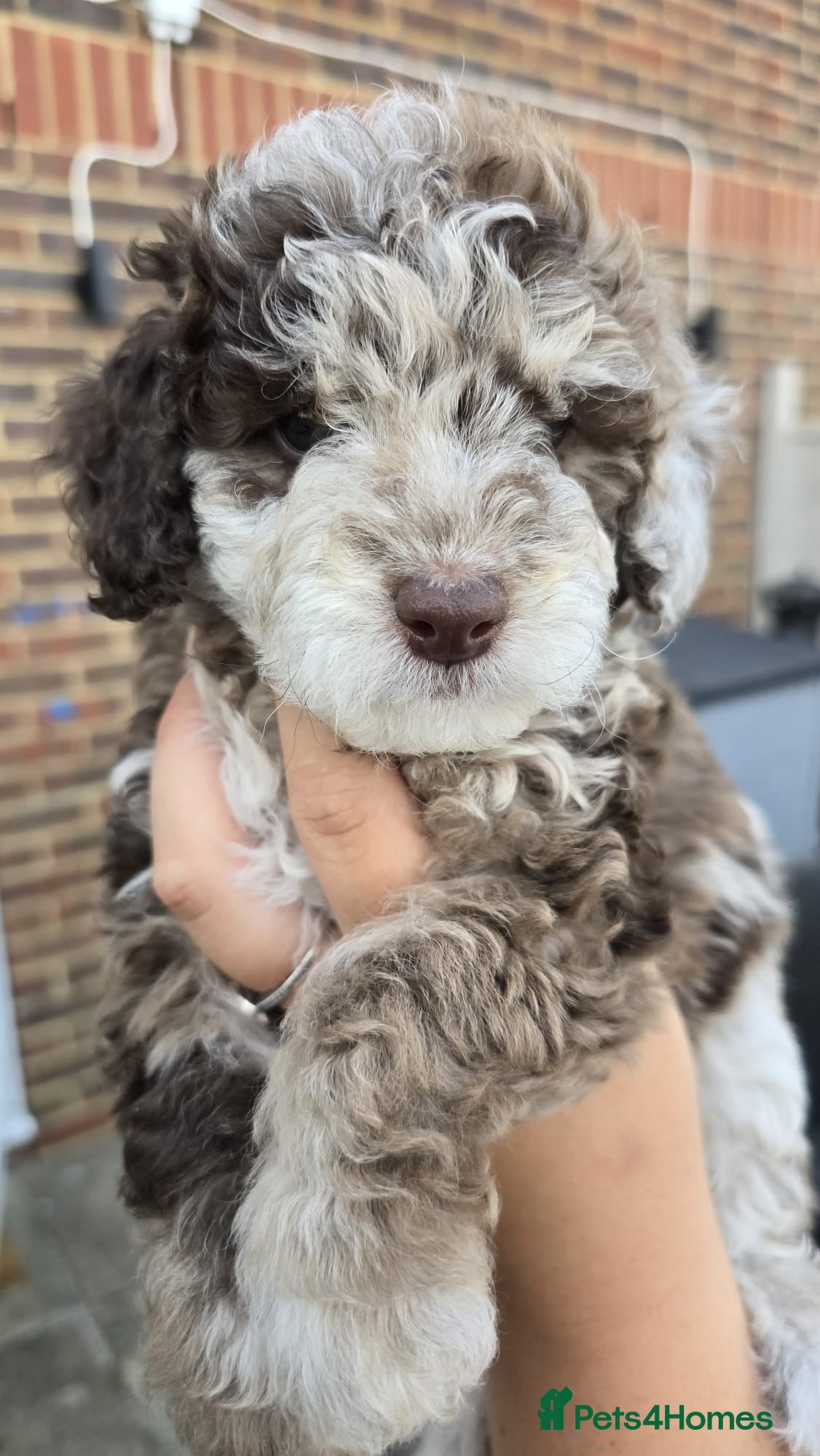 Cockapoo dogs Beautiful F1BB rare curly cockapoo's for sale  - Advert 1