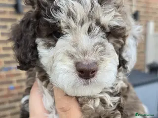 Cockapoo dogs Beautiful F1BB rare curly cockapoo's for sale - Advert 1