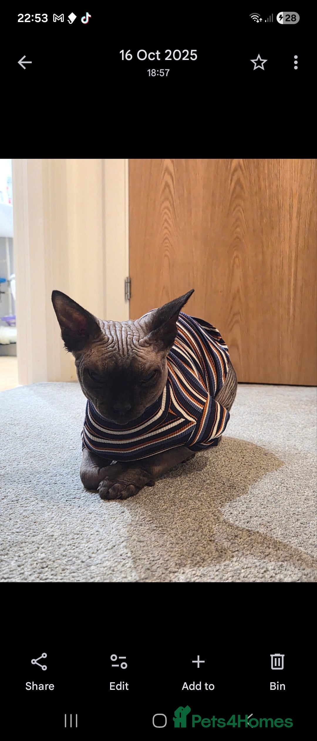 Sphynx cats for sale: 1 year old male sphynx  - Advert 2