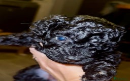 Toy Poodle dogs for sale: Toy Poodle  - Image 7