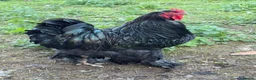 Chickens poultry for sale: Pair of brahmas - Advert 40