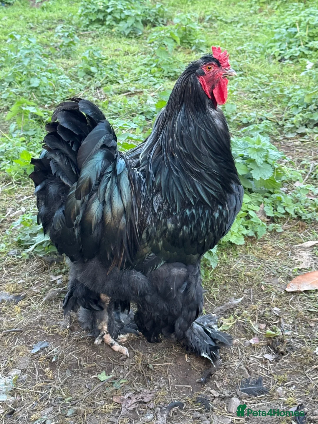Chickens poultry for sale: Pair of brahmas - Advert 40