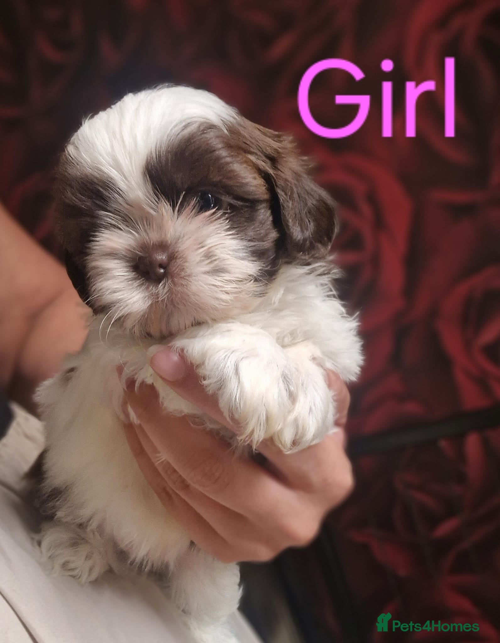 Shih Tzu dogs Quality Half Imperial Shihtzus. - Advert 2