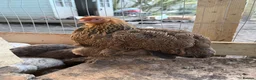 Chickens poultry for sale: Gold Partridge Brahma Chicks - Advert 7