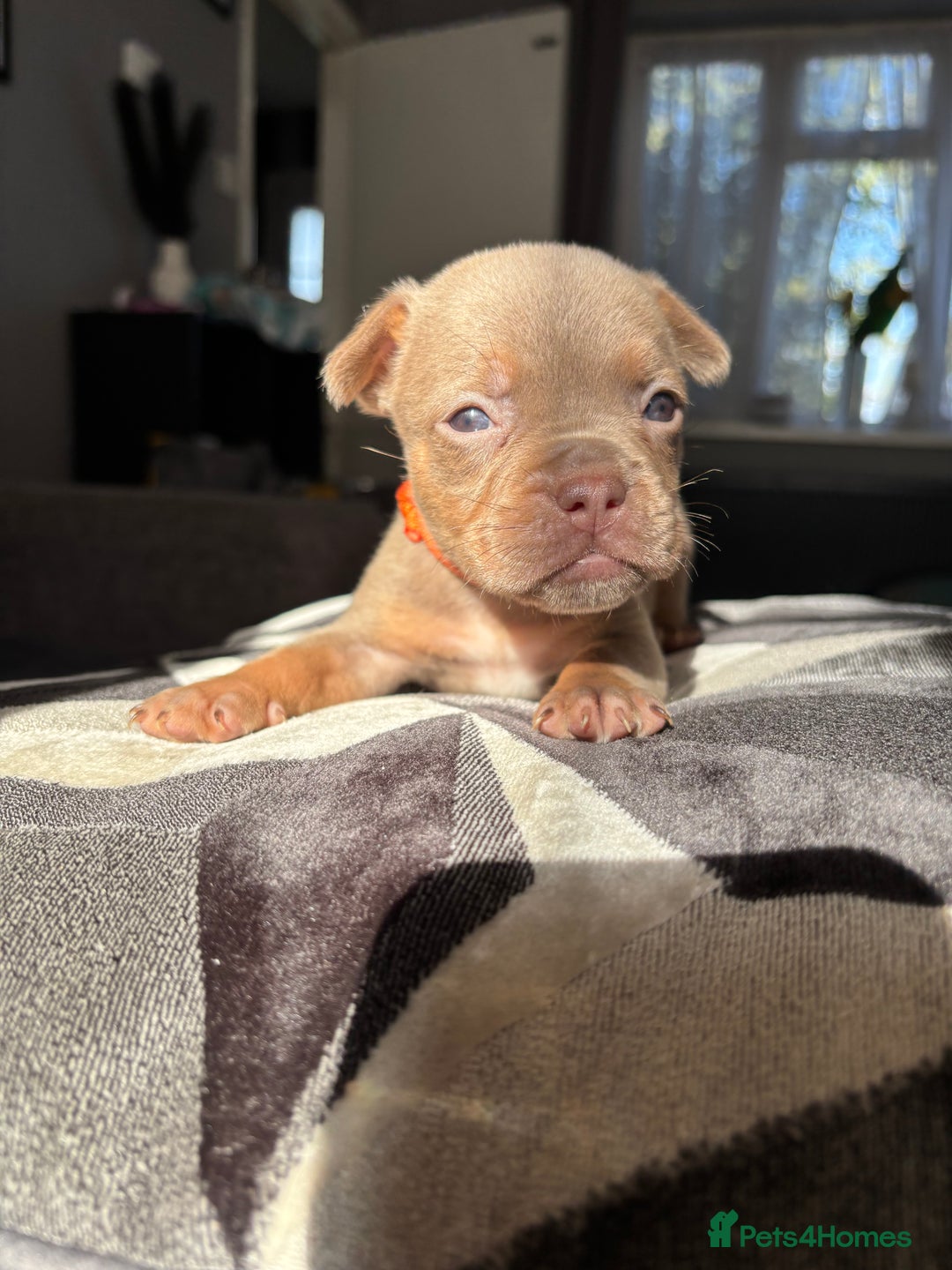 Mixed Breed dogs for sale: Frenchbulldog X pocket bully puppies - Image 7