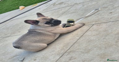 Mixed Breed dogs - Advert 2