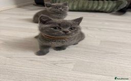 British Shorthair cats for sale: BEAUTIFUL BABY BLUE KITTENS  - Image 3