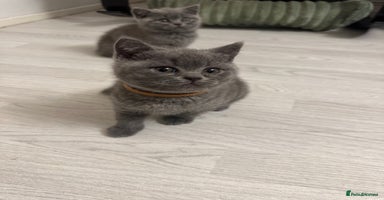 British Shorthair cats - Advert 11