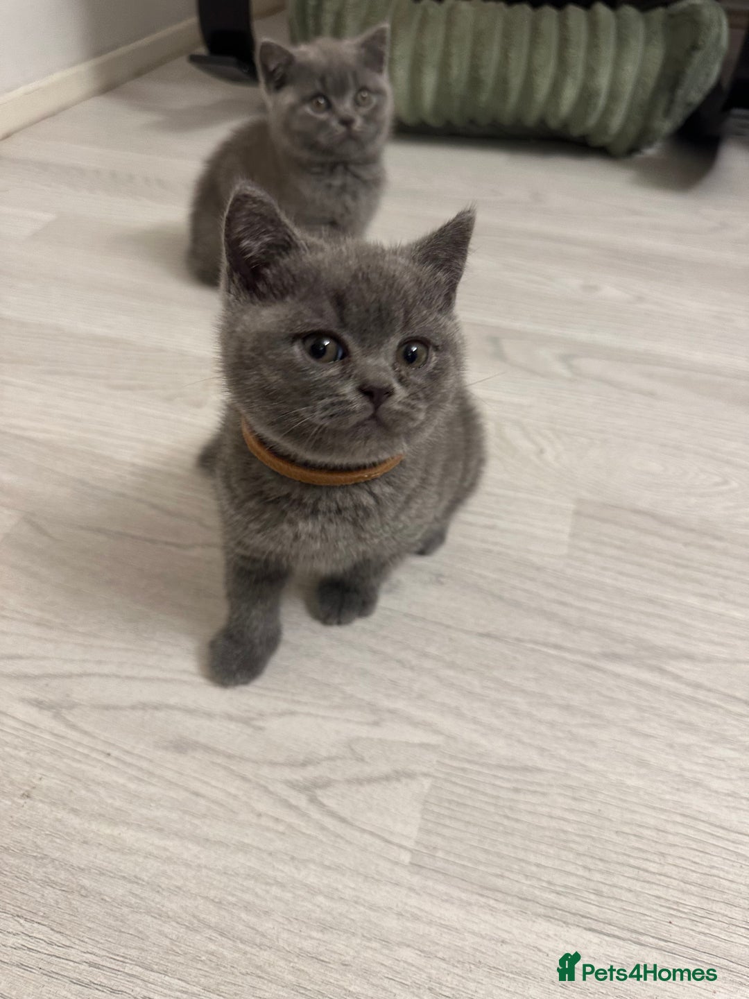 British Shorthair cats for sale: BEAUTIFUL BABY BLUE KITTENS  - Image 3