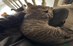Bengal cats for sale: Half Bengal Female - Image 3