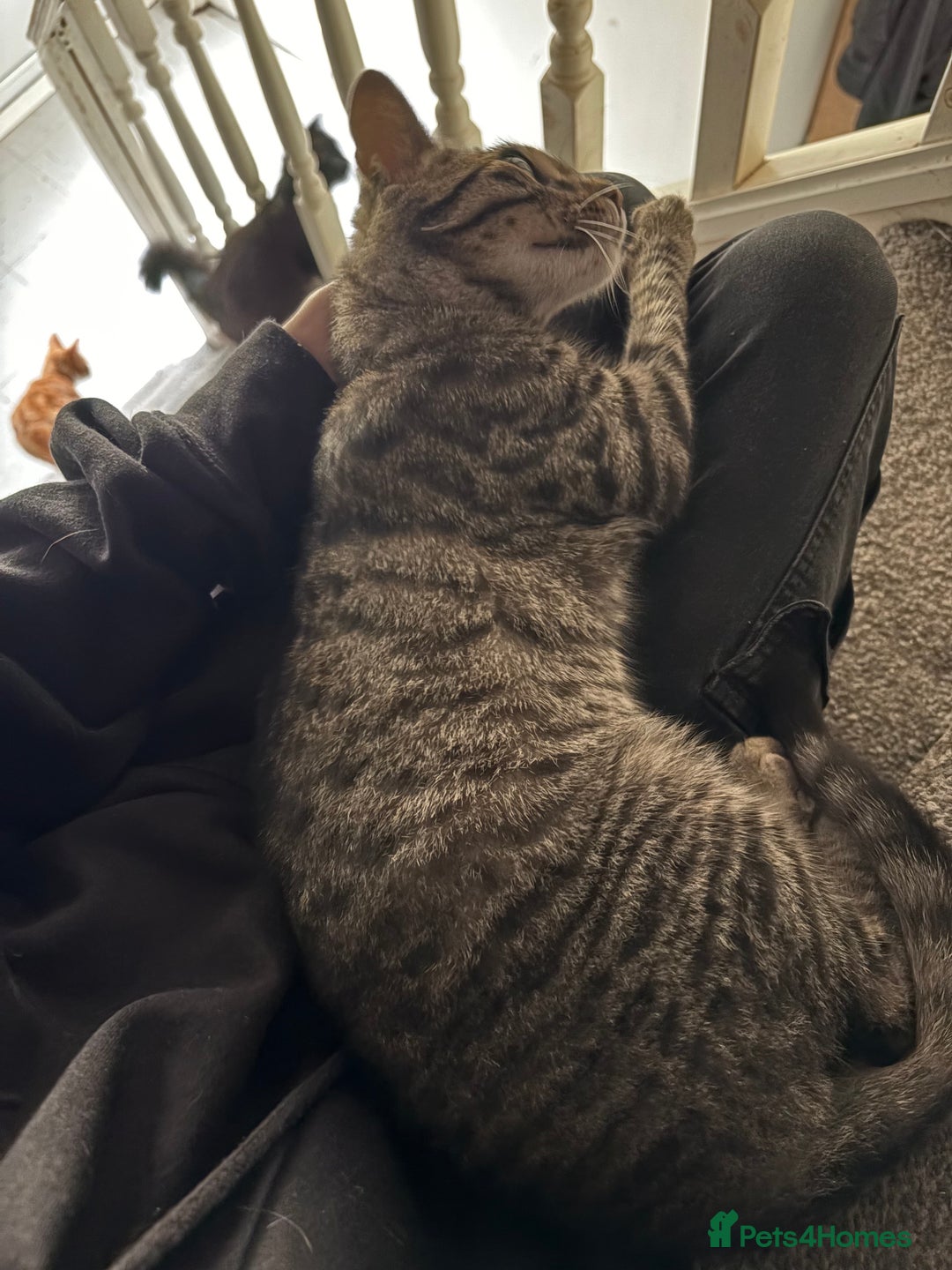 Bengal cats for sale: Half Bengal Female - Image 3