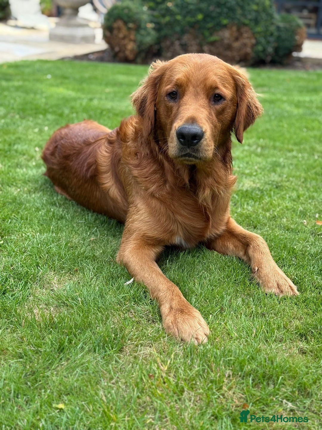 Goldador dogs for sale: Fox red goldador puppies ❤️ - Image 18