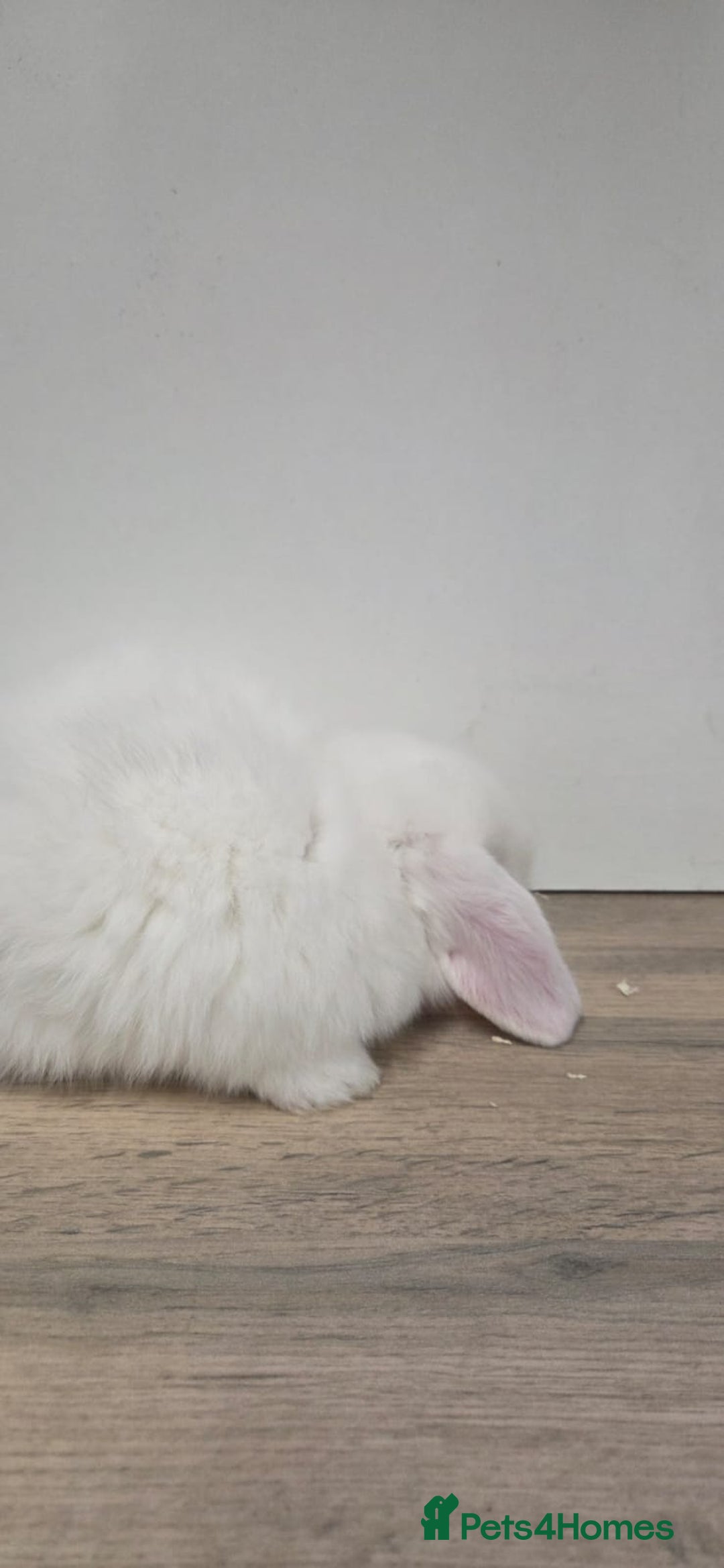 Mini Lop rabbits for sale: ❤️Purebread mini lops for sale❤️ - Advert 8