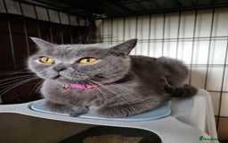 British Shorthair cats for sale: 3 Left Blue BSH Kittens Healthy GCCF Pedigree  - Image 27