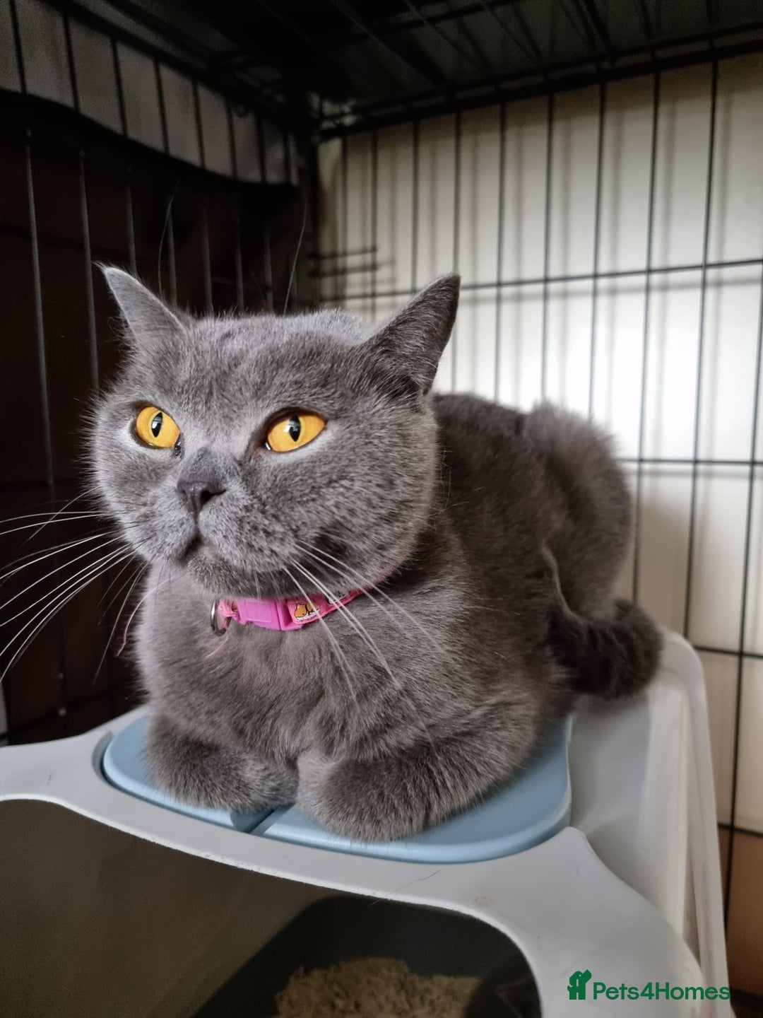 British Shorthair cats for sale: 3 Left Blue BSH Kittens Healthy GCCF Pedigree  - Image 27