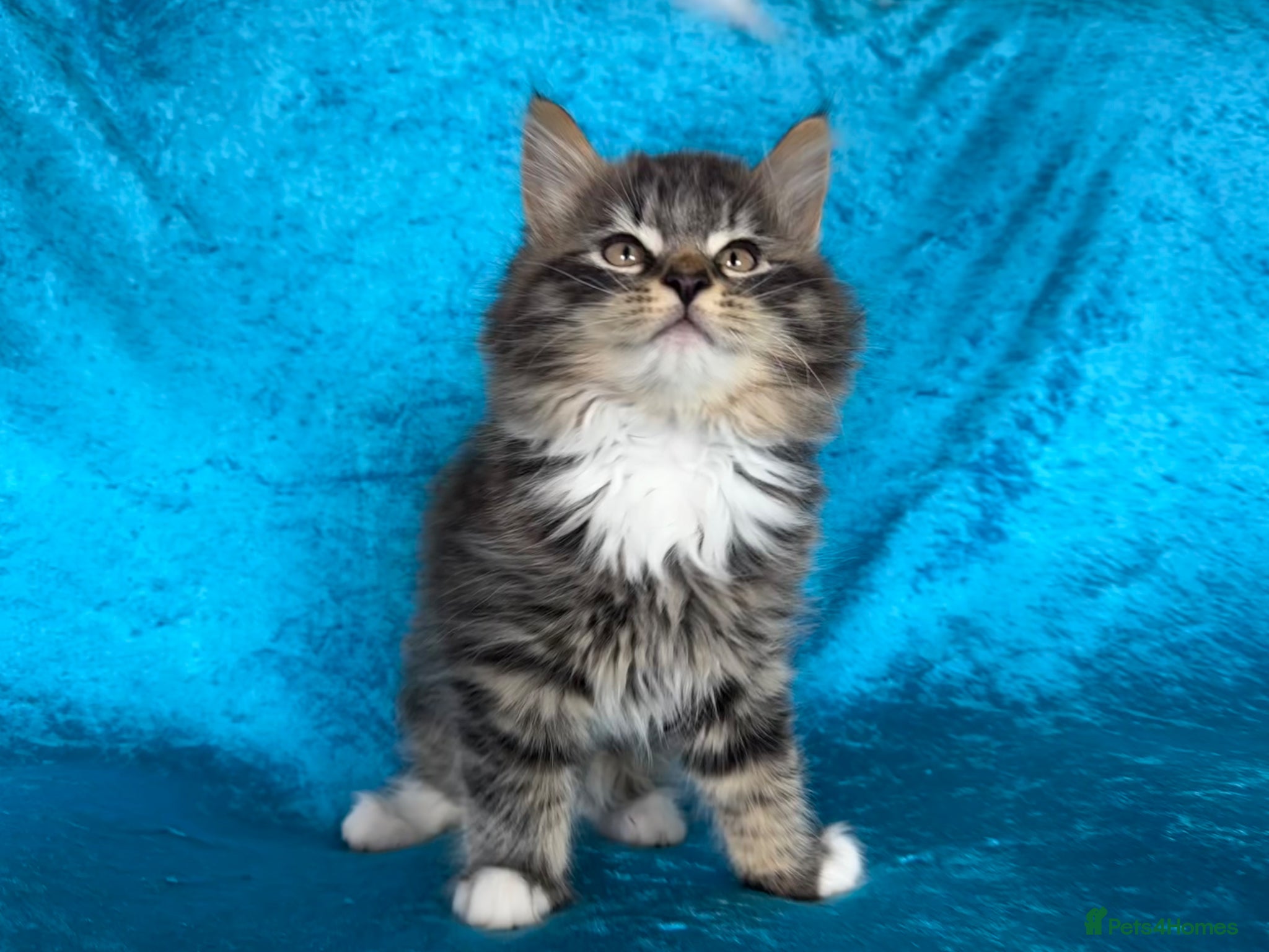 Norwegian Forest Cat cats Norwegian Forest tabby re advertised  - Advert 12