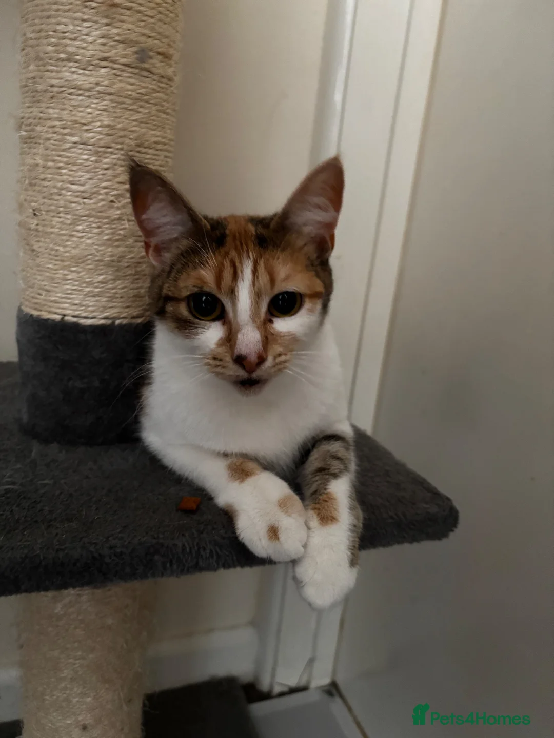 Mixed Breed cats for sale: 15 Month Old Female  in Camborne - Advert 2