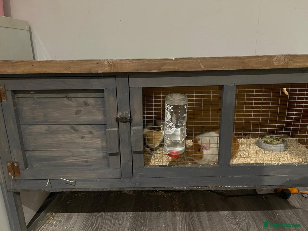 Guinea Pig rodents for sale: Two beautiful guinea pigs with cage FREE!!!!! - Advert 10