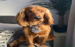 Cocker Spaniel dogs for sale: Beautiful show cocker - Advert 6