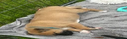 Mixed Breed dogs for sale: Rhodesian Ridgeback X Canaan Dog Puppies  - Advert 33
