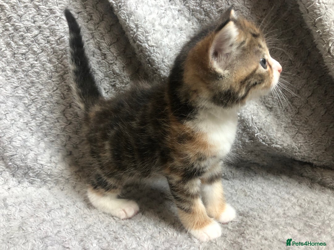 Mixed Breed cats for sale: Gorgeous Tabby kittens 7 weeks old  - Image 16