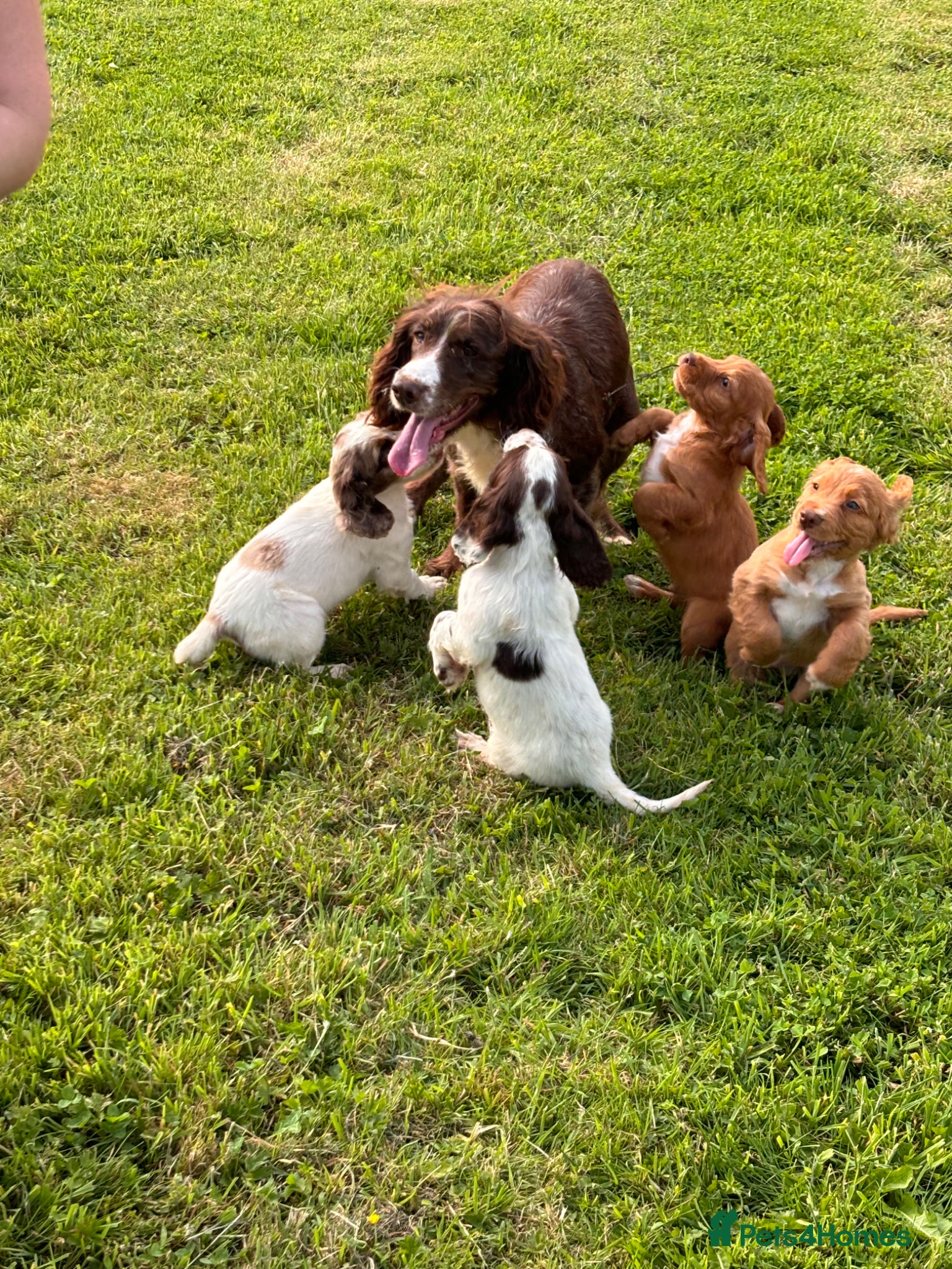Sprocker dogs for sale: Male sprocker puppies - Advert 3