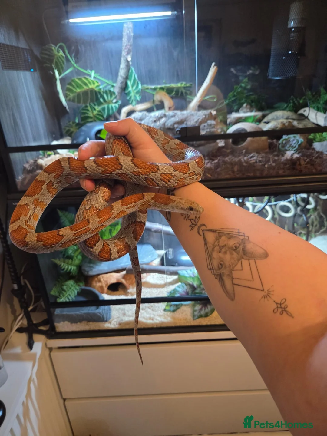 Corn Snake reptiles for sale: Male miami sun-kissed corn snake - Advert 3