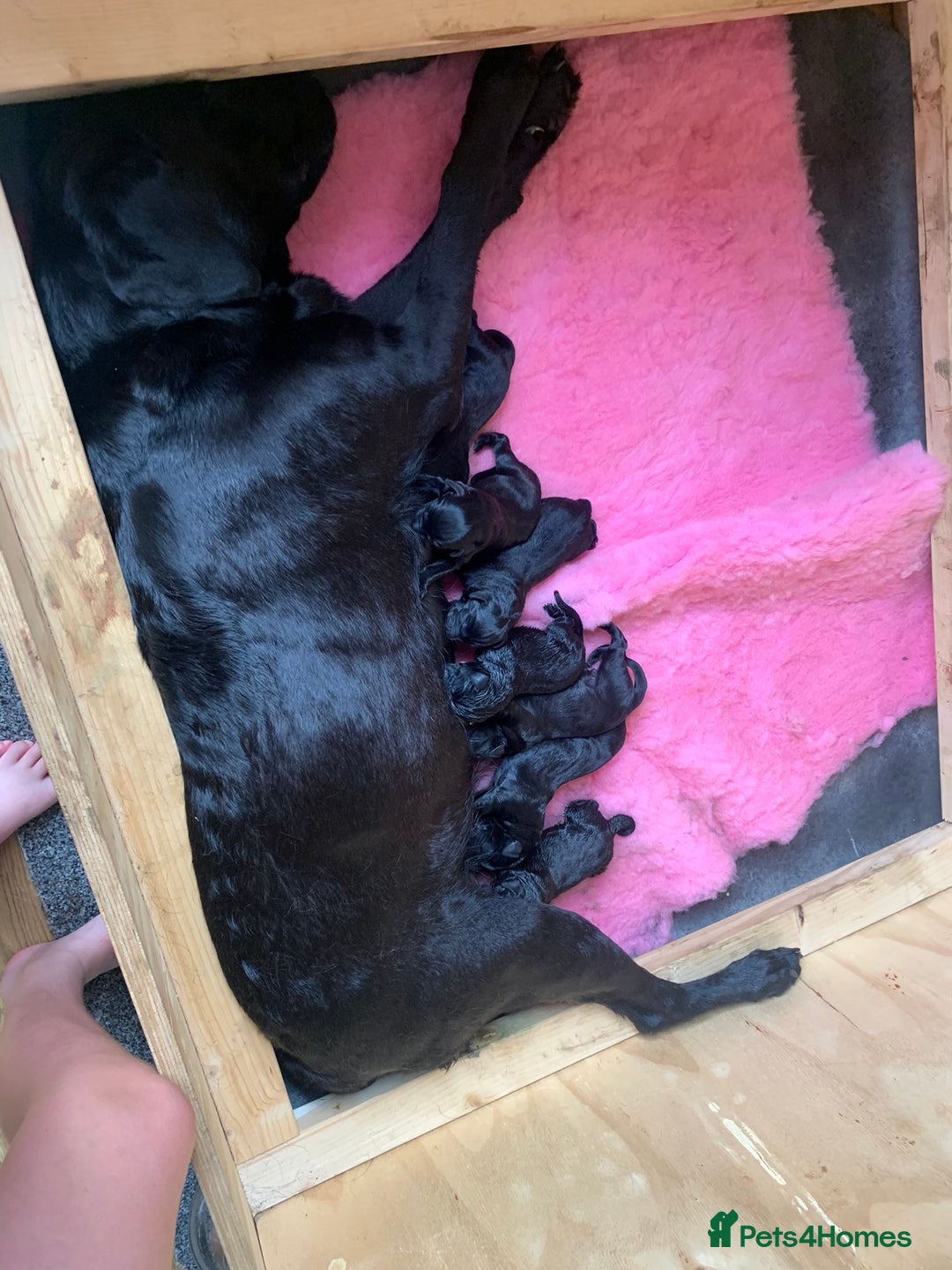 Labrador Retriever dogs for sale: Black Labrador puppies  - Image 8
