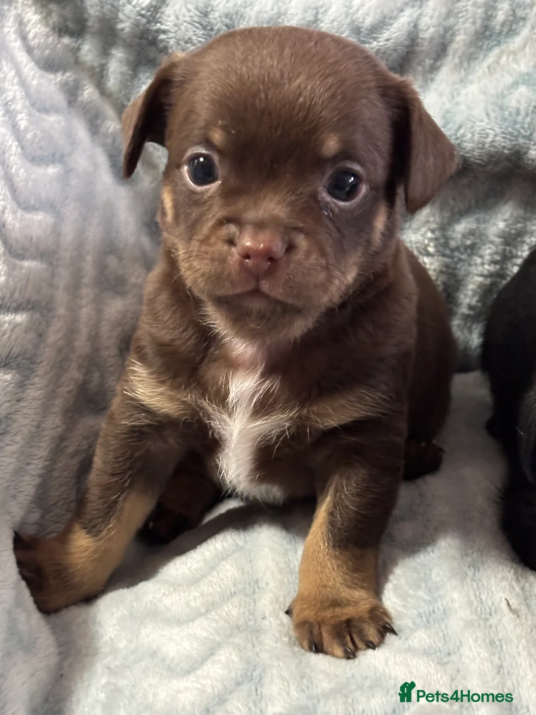 Mixed Breed dogs for sale: Imperial Shitzu cross - Advert 21