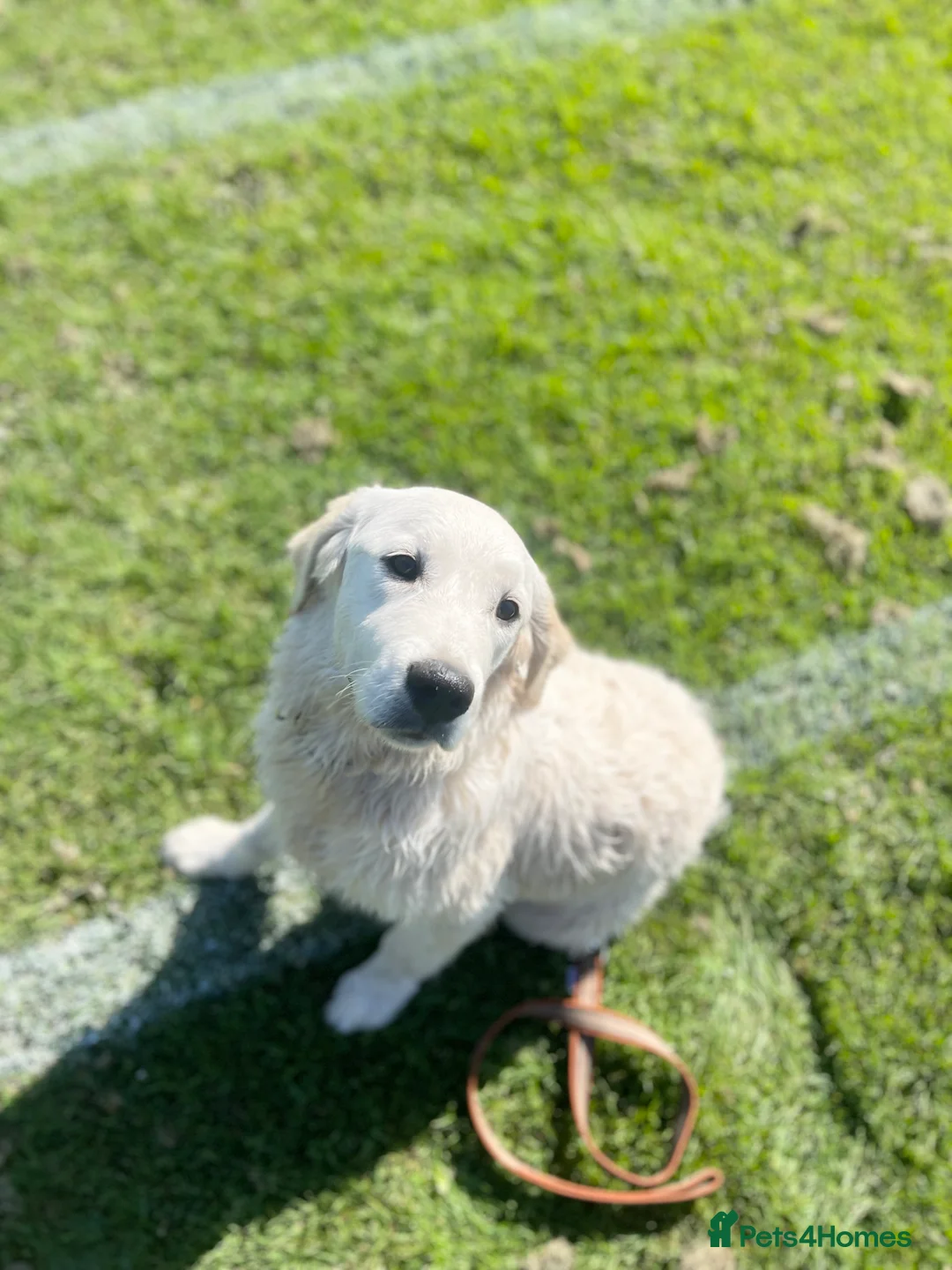 Golden Retriever dogs for sale: Guardian home opportunities - Advert 2