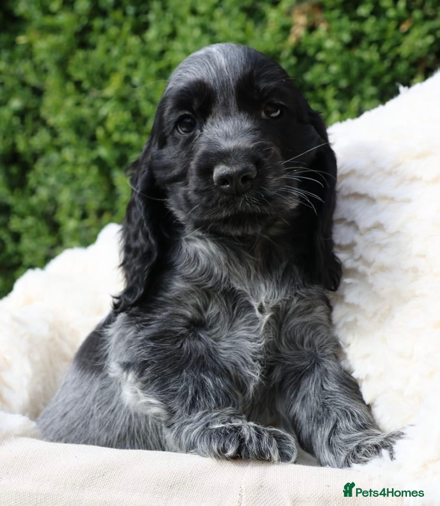 Cocker Spaniel dogs Extensively Health tested Parents & UNIQUE colours - Advert 2