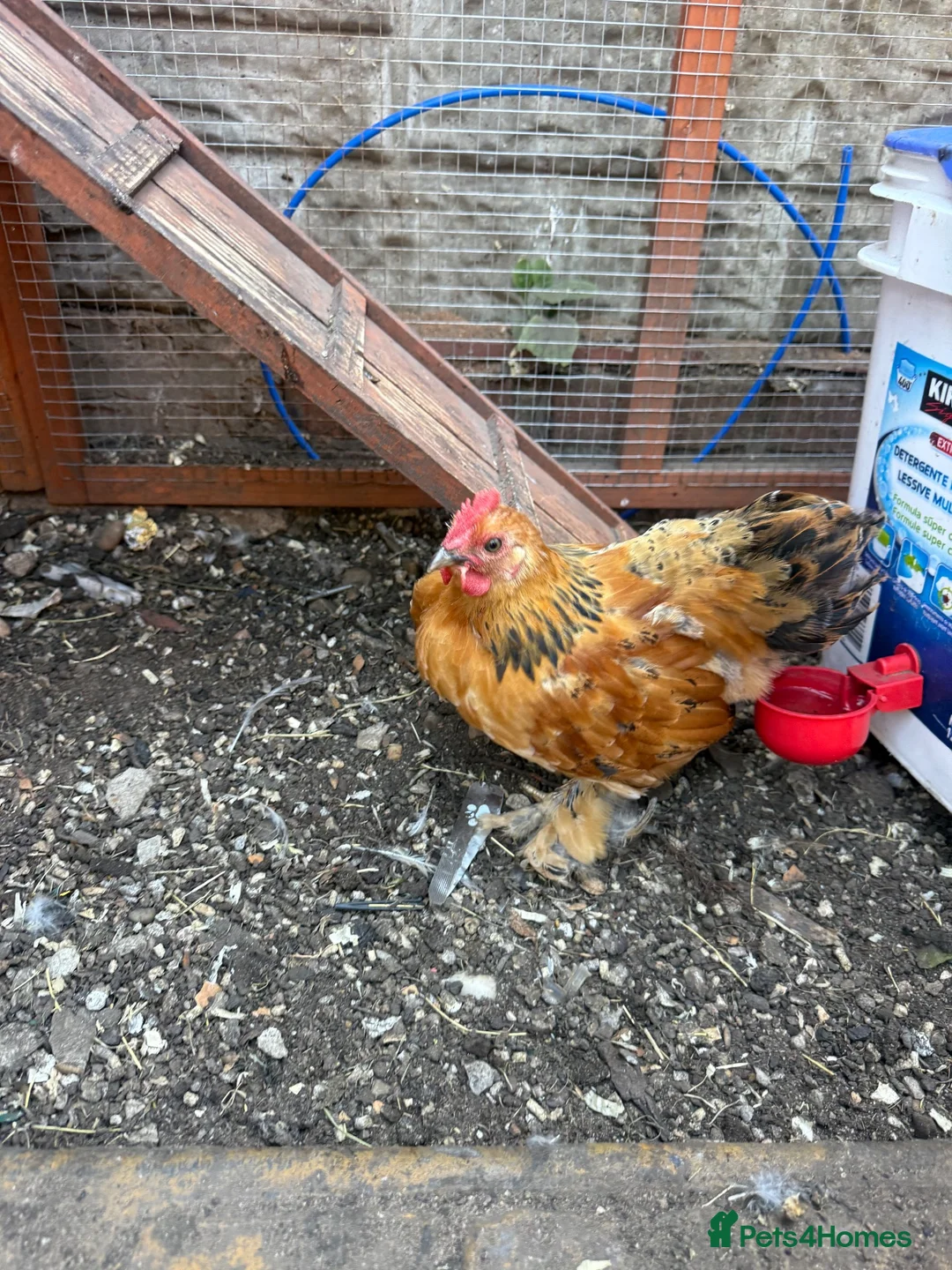 Chickens poultry for sale: Mixed silkies  - Advert 2