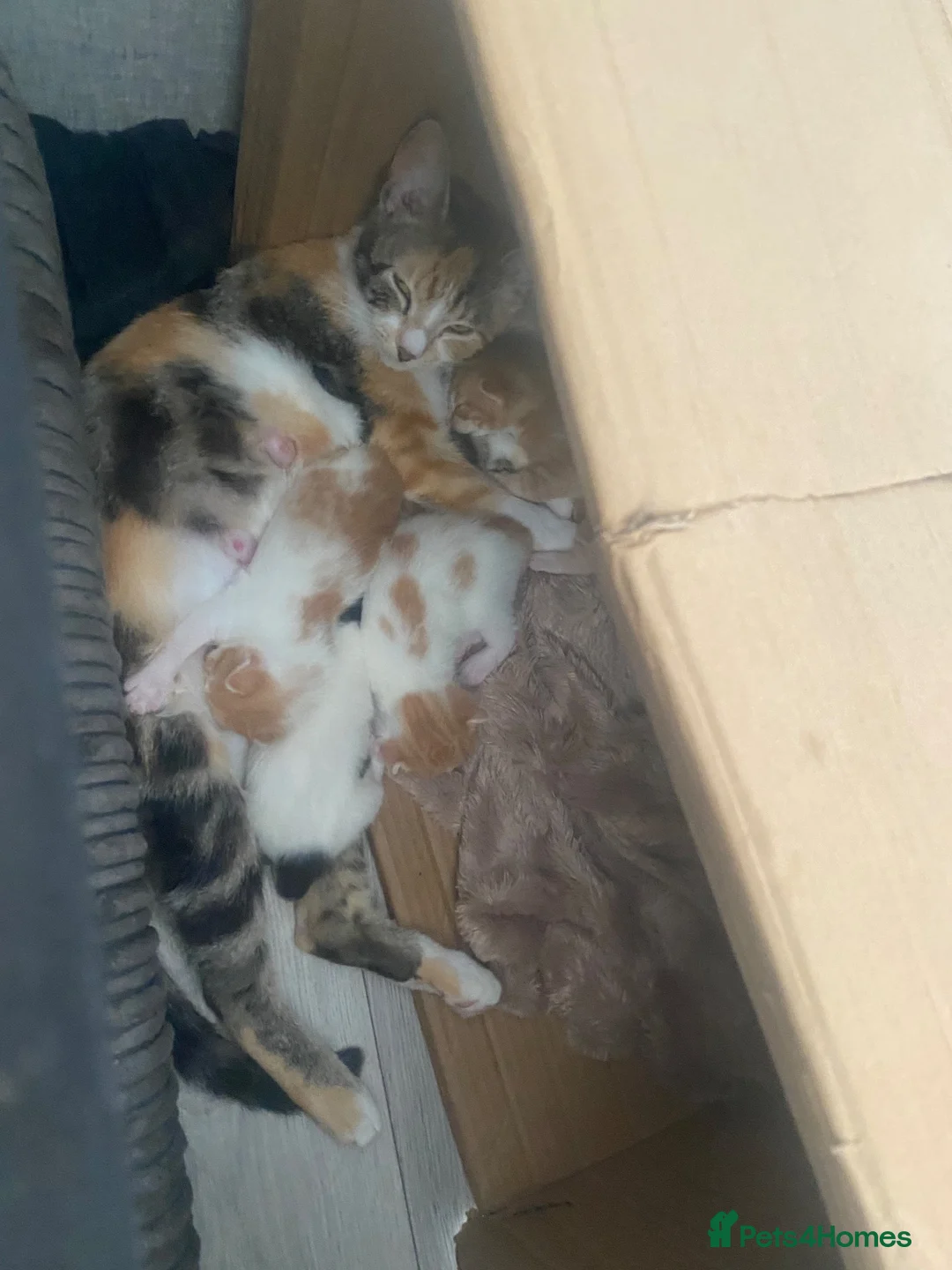 Mixed Breed cats for sale: Beautiful ginger and white kittens  in Ashford - Advert 2
