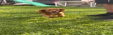 Cocker Spaniel 2