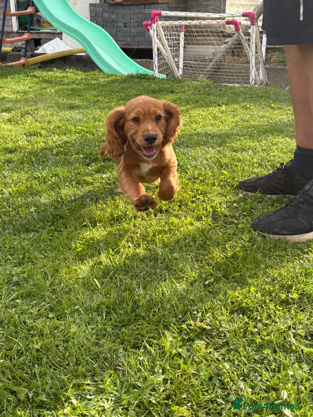 Cocker Spaniel dogs for sale: Cocker spaniel puppies  - Advert 4