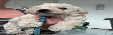 Westiepoo 1