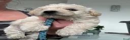 Westiepoo dogs for sale: Beautiful westiepoo puppies  - Advert 13