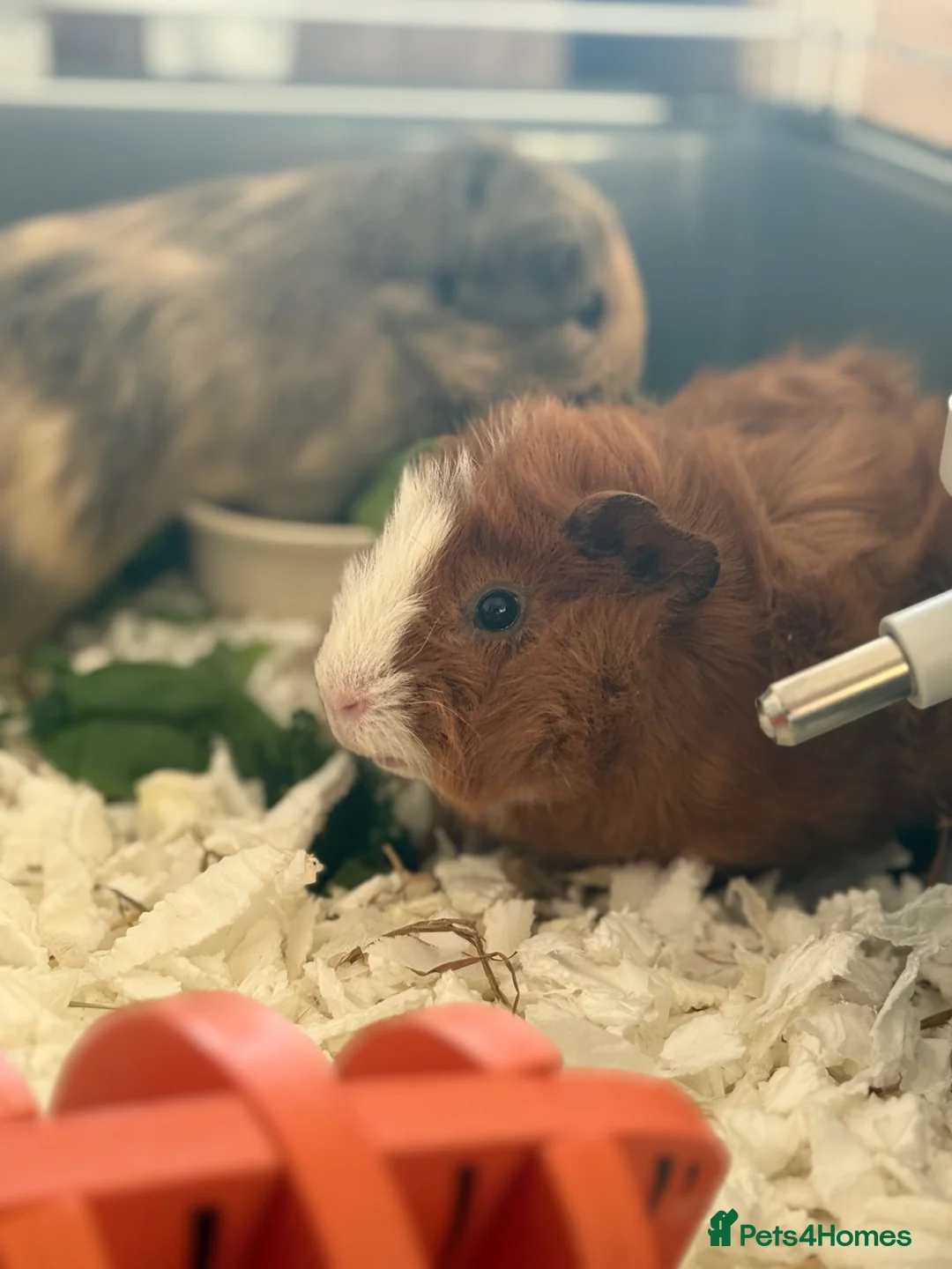 Guinea Pig rodents for sale: 2 male guinea pigs  - Advert 2