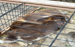English Lop rabbits for sale: 2 male brothers  - Image 3