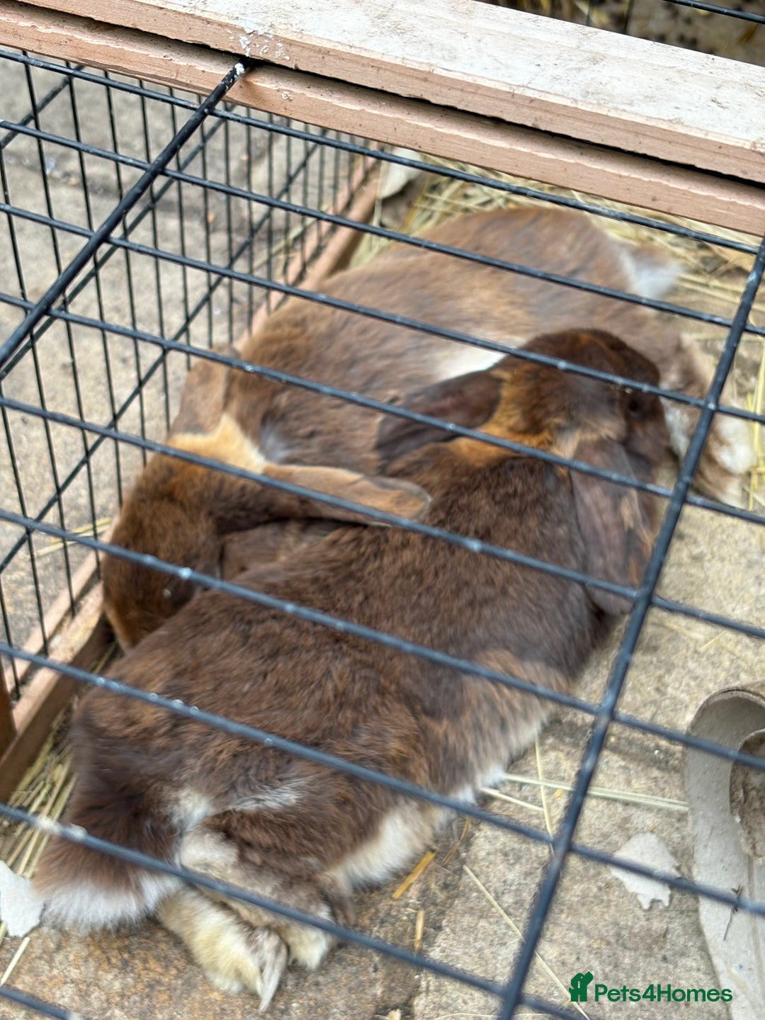 English Lop rabbits for sale: 2 male brothers  - Image 3