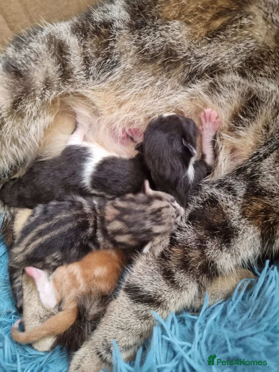 Mixed Breed cats for sale: Fudge  - Advert 2