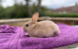 Rex rabbits for sale: Purebred Mini Rex - Image 7