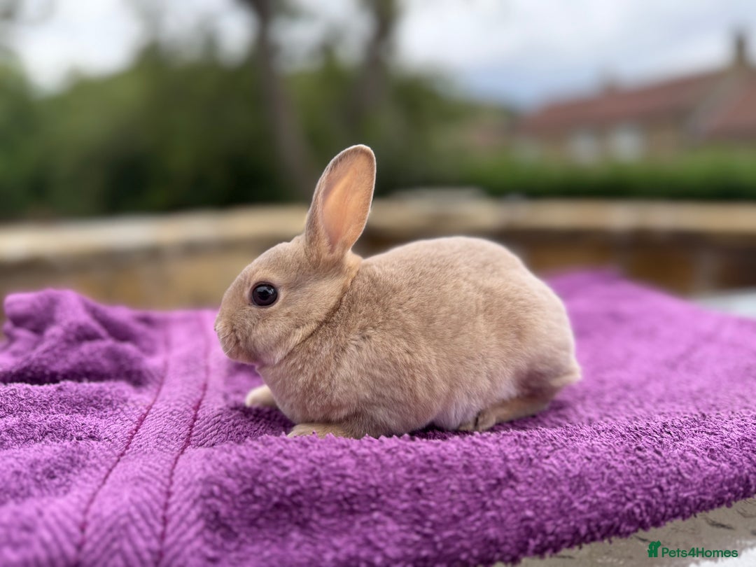 Rex rabbits for sale: Purebred Mini Rex - Image 7