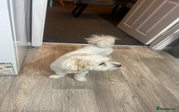 Bichon Frise dogs for stud: Teddy  - Image 2