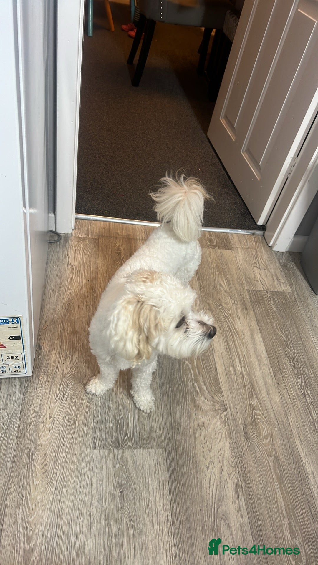 Bichon Frise dogs for stud: Teddy  - Image 2