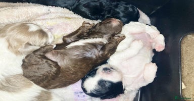 Shihpoo dogs - Advert 1